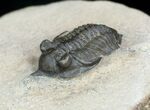 Nice Pseudocryphaeus (Cryphina) Trilobite #3966-1